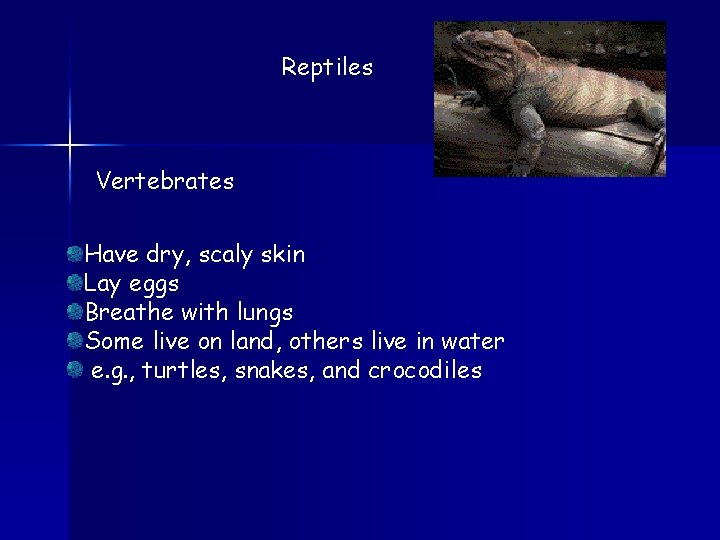 Reptiles Vertebrates Have dry, scaly skin Lay eggs Breathe with lungs Some live on