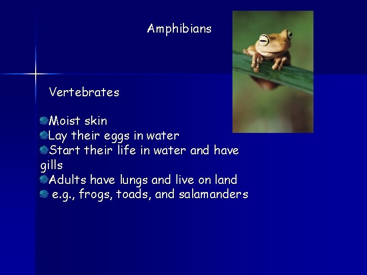 Amphibians Vertebrates Moist skin Lay their eggs in water Start their life in water
