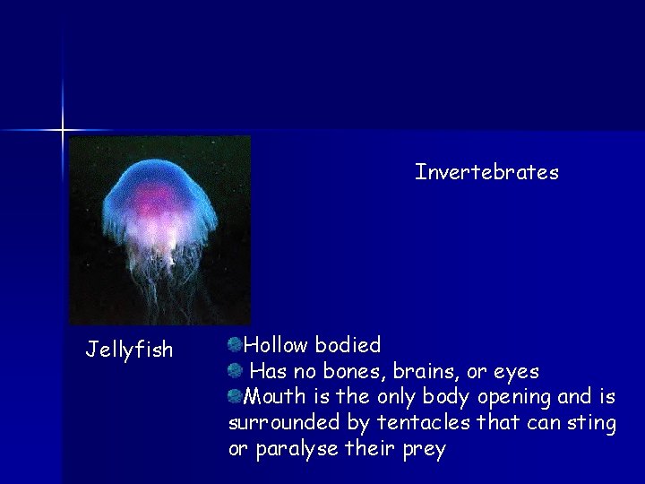 Invertebrates Jellyfish Hollow bodied Has no bones, brains, or eyes Mouth is the only