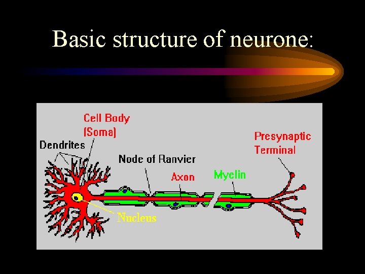 Basic structure of neurone: 