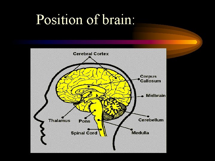 Position of brain: 