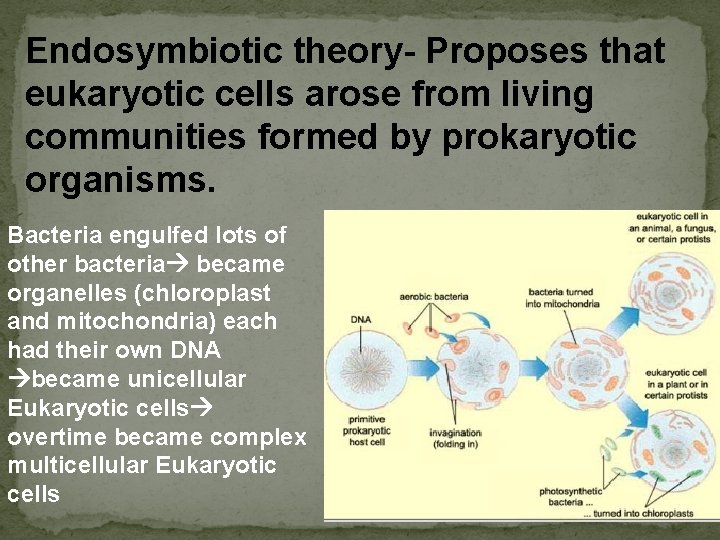 Endosymbiotic theory- Proposes that eukaryotic cells arose from living communities formed by prokaryotic organisms.