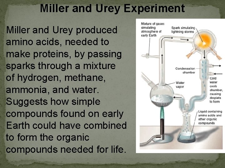 Miller and Urey Experiment Miller and Urey produced amino acids, needed to make proteins,