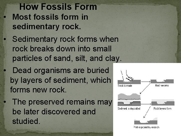 Fossil record 1 Provides evidence about the history