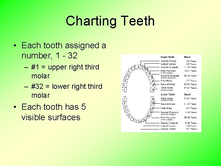 Charting Teeth • Each tooth assigned a number, 1 - 32 – #1 =