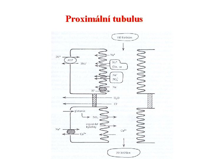 Proximální tubulus 