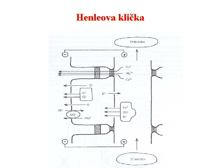 Henleova klička 