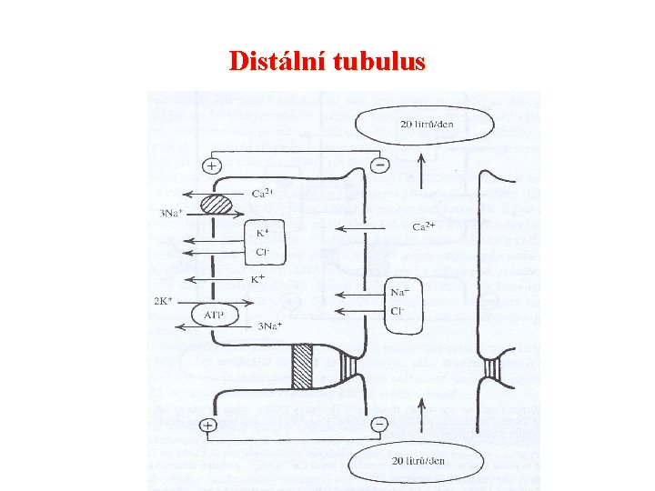 Distální tubulus 