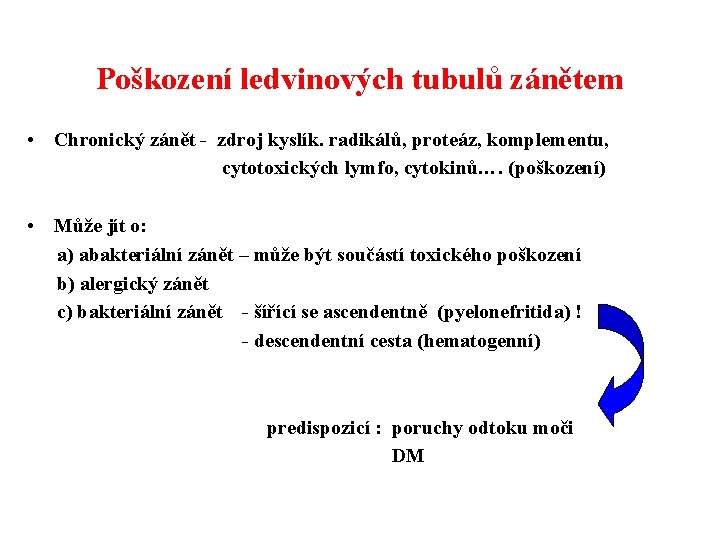 Poškození ledvinových tubulů zánětem • Chronický zánět - zdroj kyslík. radikálů, proteáz, komplementu, cytotoxických