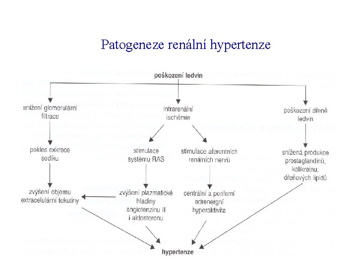 Patogeneze renální hypertenze 