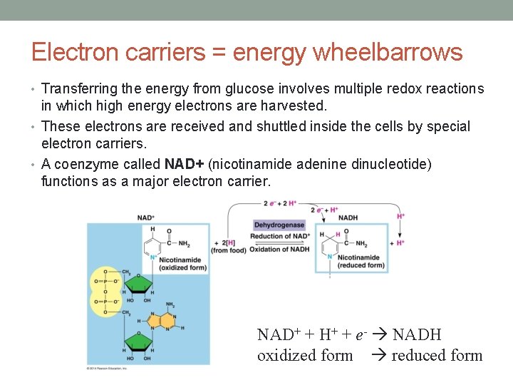 Electron carriers = energy wheelbarrows • Transferring the energy from glucose involves multiple redox