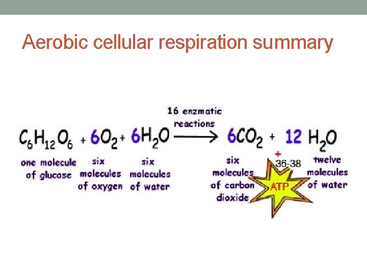 Aerobic cellular respiration summary 