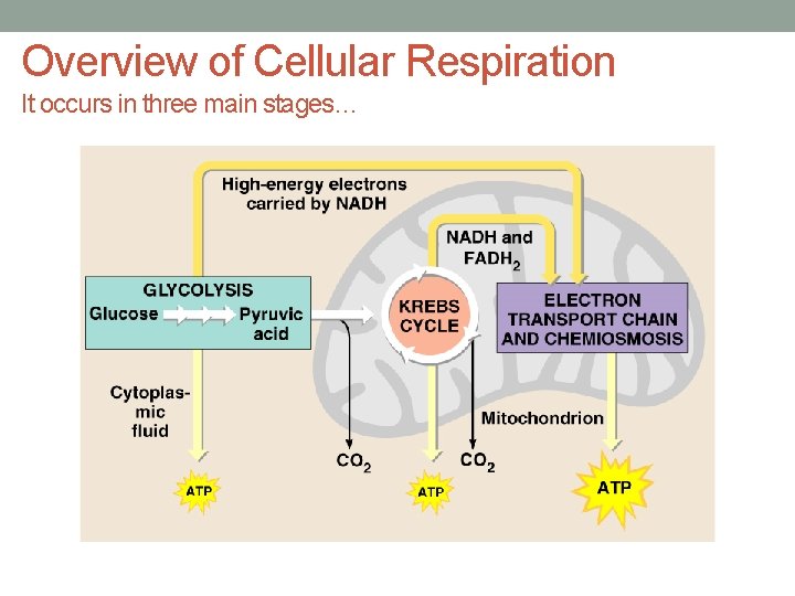 Overview of Cellular Respiration It occurs in three main stages… 
