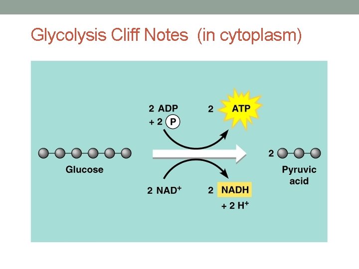 Glycolysis Cliff Notes (in cytoplasm) 