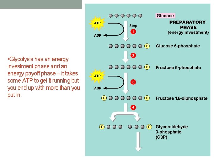  • Glycolysis has an energy investment phase and an energy payoff phase –