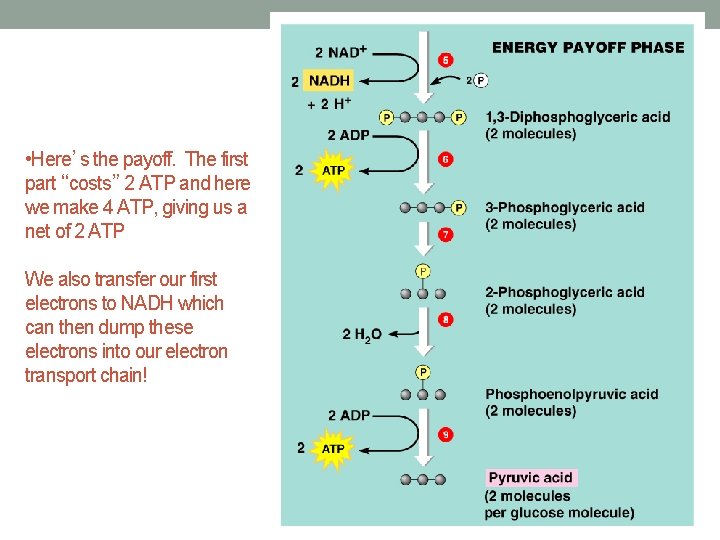  • Here’s the payoff. The first part “costs” 2 ATP and here we