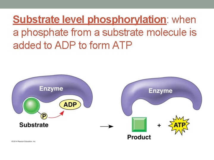 Substrate level phosphorylation: when a phosphate from a substrate molecule is added to ADP