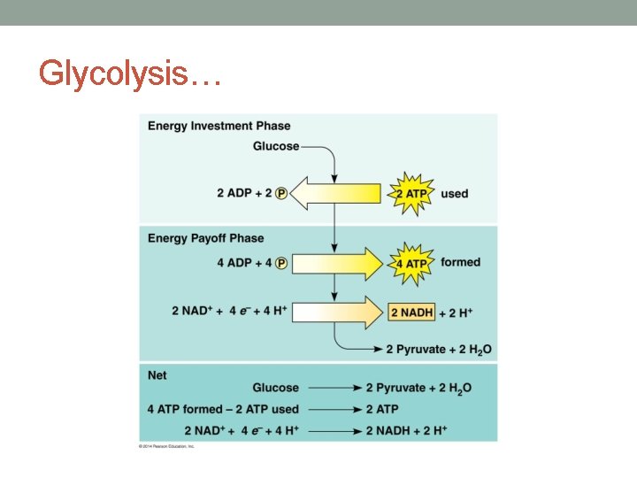 Glycolysis… 