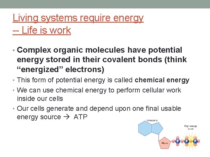 Living systems require energy -- Life is work • Complex organic molecules have potential