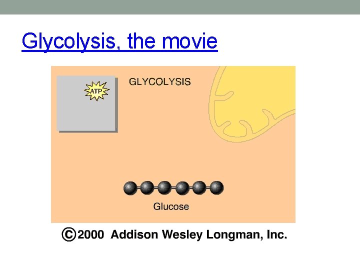 Glycolysis, the movie 