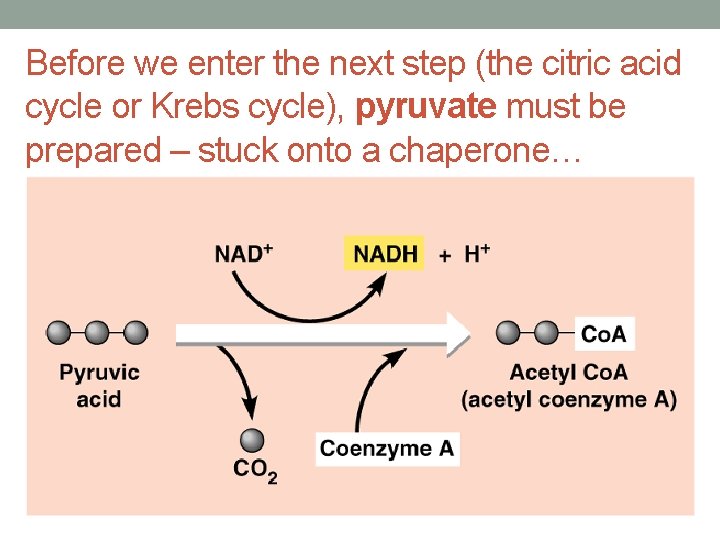 Before we enter the next step (the citric acid cycle or Krebs cycle), pyruvate