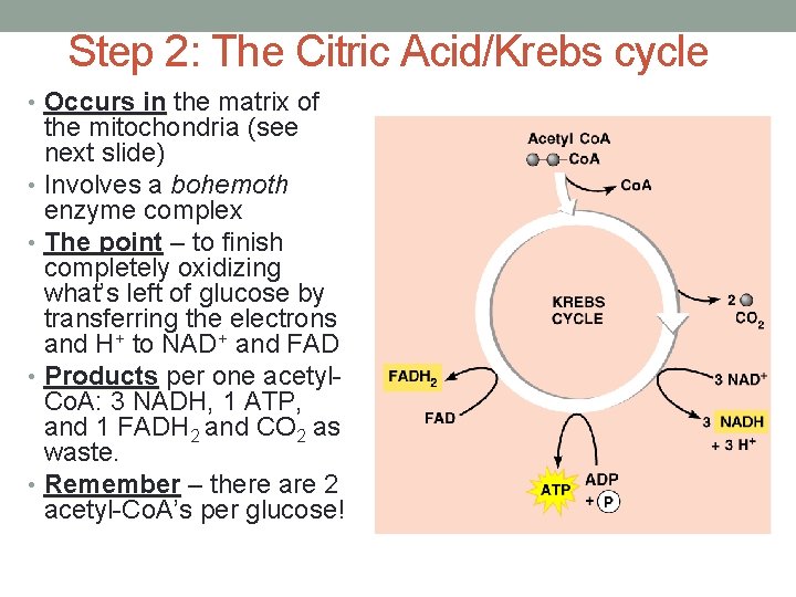 Step 2: The Citric Acid/Krebs cycle • Occurs in the matrix of the mitochondria