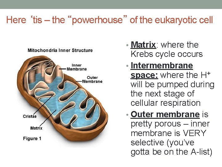 Here ‘tis – the “powerhouse” of the eukaryotic cell • Matrix: Matrix where the