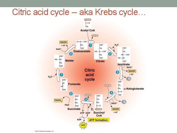 Citric acid cycle -- aka Krebs cycle… 