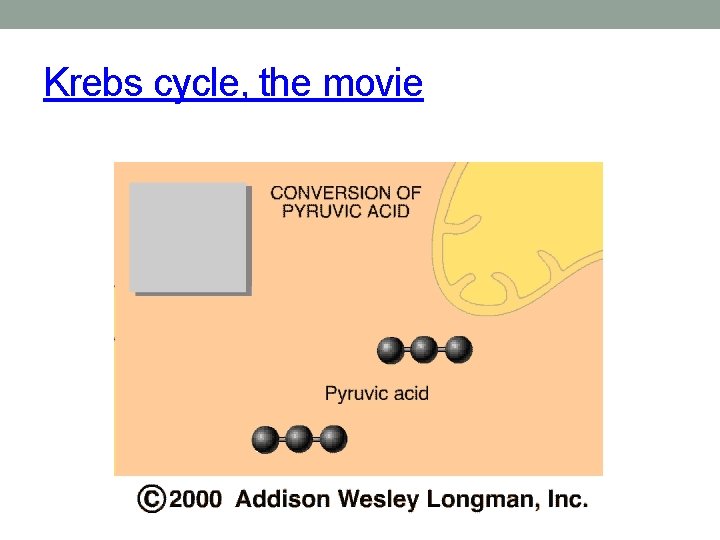 Krebs cycle, the movie 