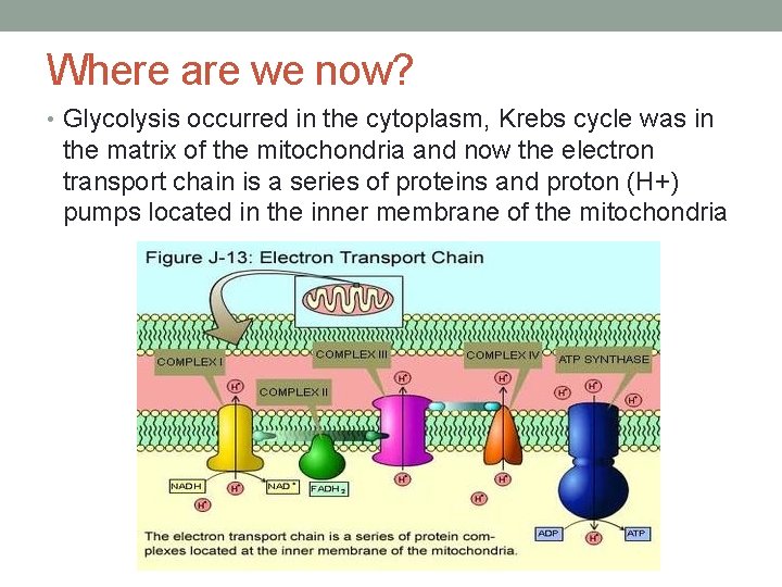 Where are we now? • Glycolysis occurred in the cytoplasm, Krebs cycle was in