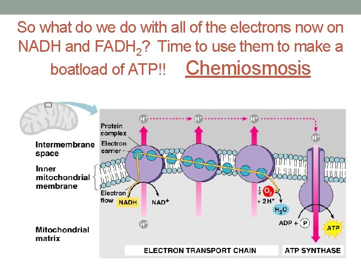 So what do we do with all of the electrons now on NADH and