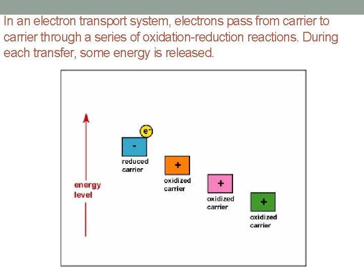 In an electron transport system, electrons pass from carrier to carrier through a series