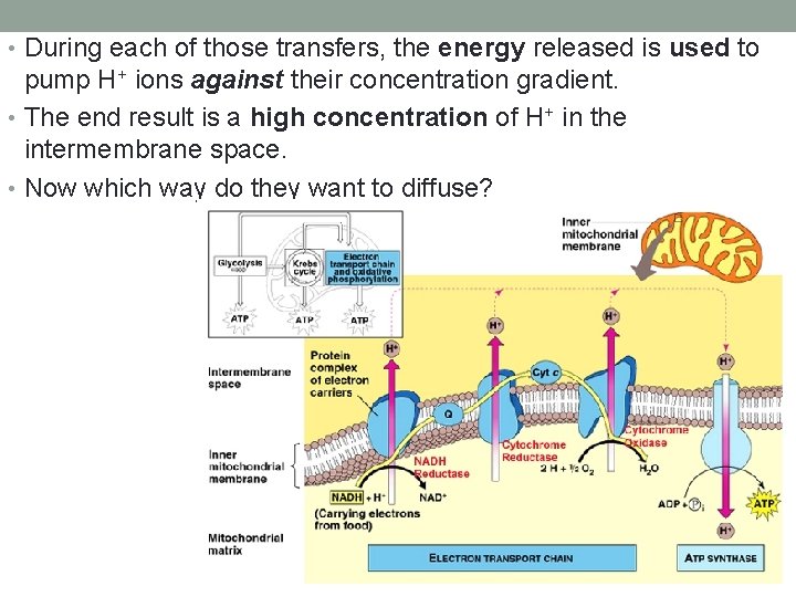  • During each of those transfers, the energy released is used to pump