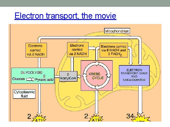 Electron transport, the movie 