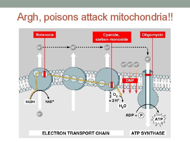 Argh, poisons attack mitochondria!! 
