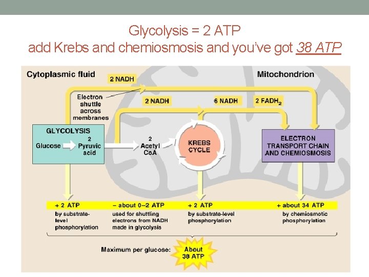Glycolysis = 2 ATP add Krebs and chemiosmosis and you’ve got 38 ATP 