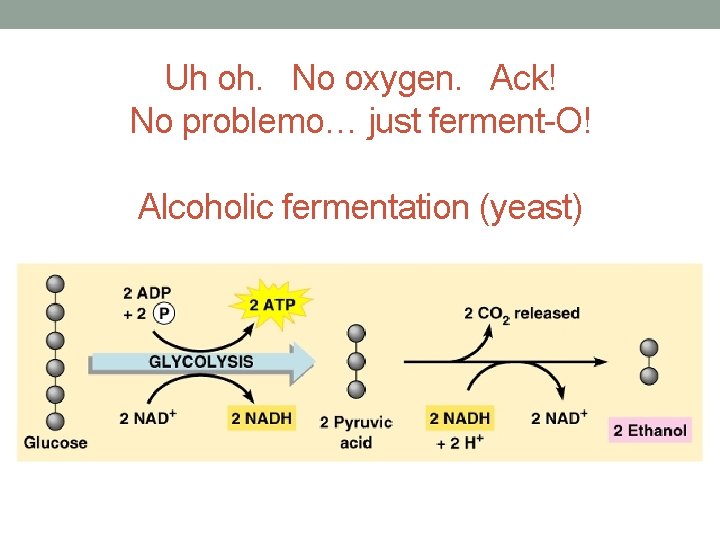 CELLULAR RESPIRATION FERMENTATION CHAPTER 7 BIOLOGY IN FOCUS