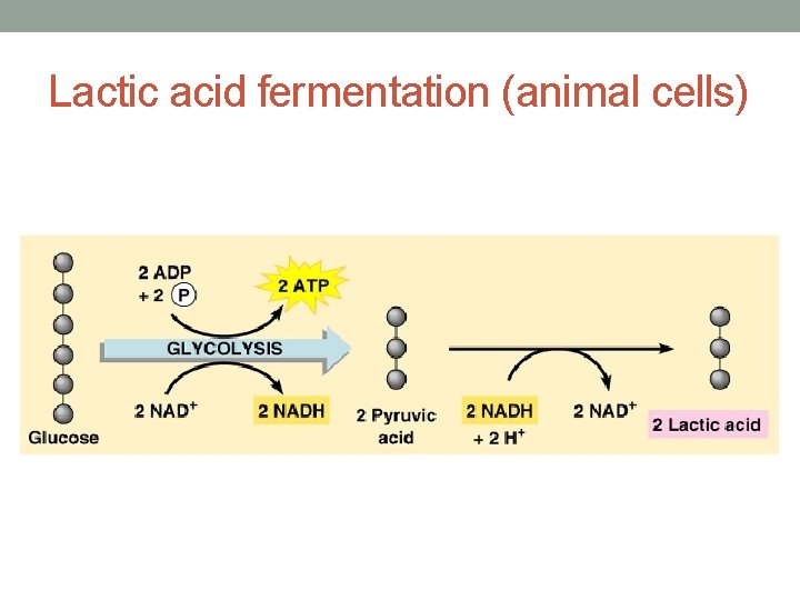 Lactic acid fermentation (animal cells) 
