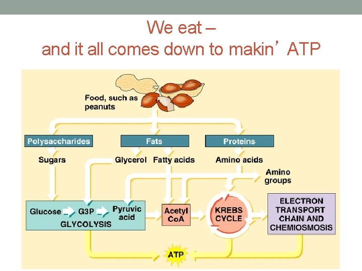 We eat – and it all comes down to makin’ ATP 