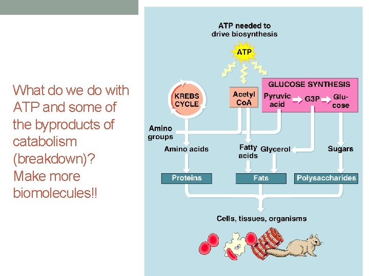 What do we do with ATP and some of the byproducts of catabolism (breakdown)?