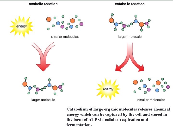 Catabolism of large organic molecules releases chemical energy which can be captured by the