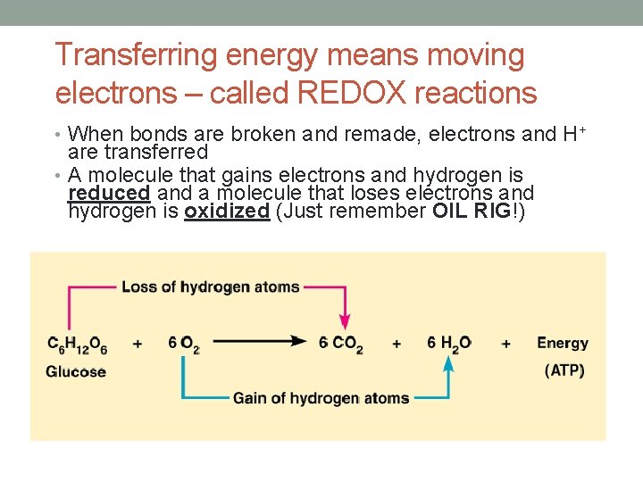 Transferring energy means moving electrons – called REDOX reactions • When bonds are broken