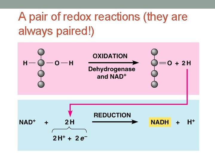 A pair of redox reactions (they are always paired!) 