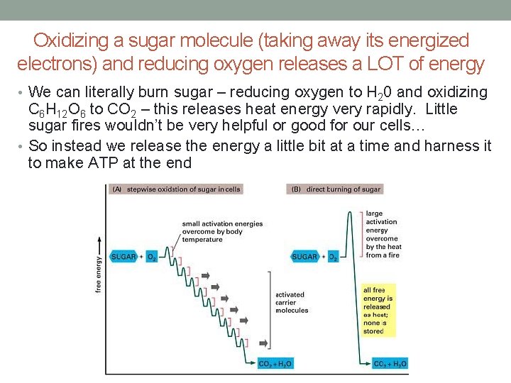 Oxidizing a sugar molecule (taking away its energized electrons) and reducing oxygen releases a