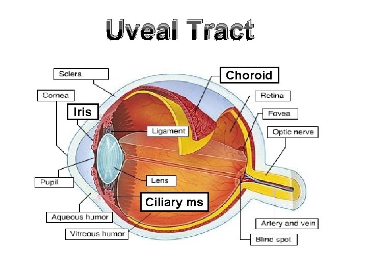 Uveal Tract Choroid Iris Ciliary ms 