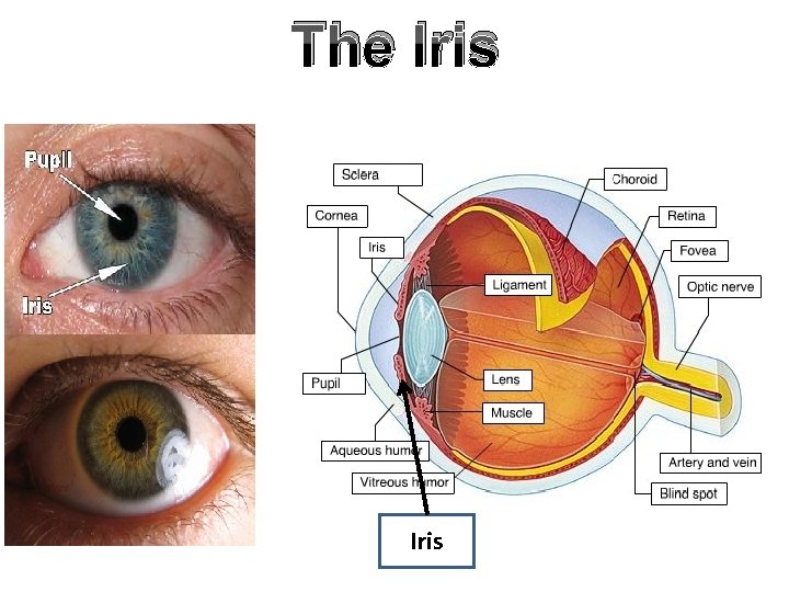 The Iris 