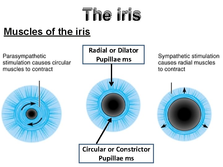 The iris Muscles of the iris Radial or Dilator Pupillae ms Circular or Constrictor
