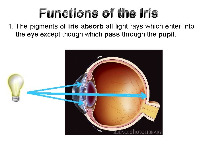 Functions of the Iris 1. The pigments of iris absorb all light rays which