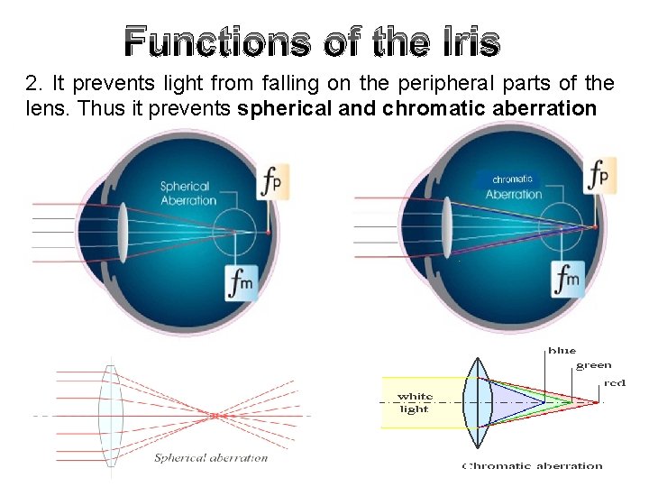 Functions of the Iris 2. It prevents light from falling on the peripheral parts