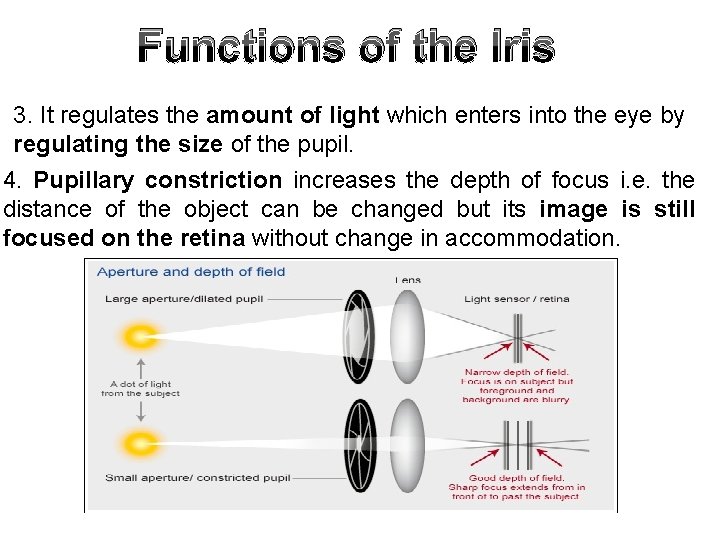 Functions of the Iris 3. It regulates the amount of light which enters into